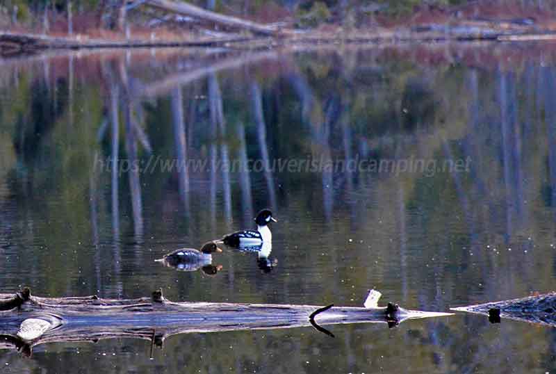 photo of two Barrows Goldeneye ducks on Tlowils Lake.