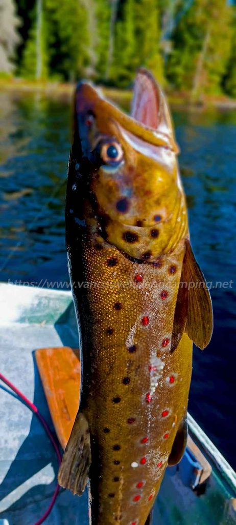 rooney lake brown trout photo