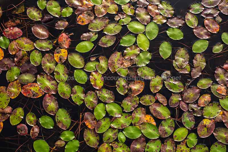 Rooney Lake Watershield pads on Vancouver Island, British Columbia Canada